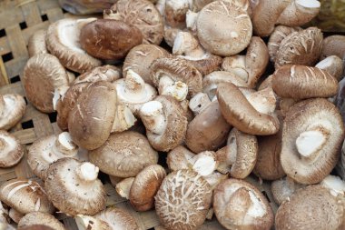 taze shiitake mantar zemin üzerine