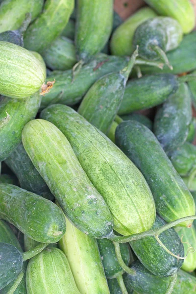 Färsk gurka i marknaden — Stockfoto