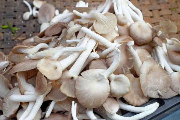 Funghi sul mercato — Foto Stock