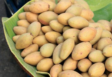 arka planda sapodilla meyve kazık.