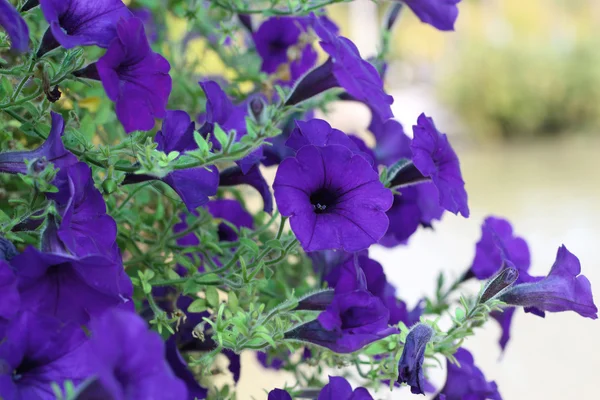 Petúnias flor no jardim — Fotografia de Stock