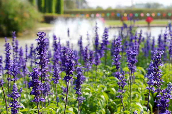 Campo de flores de salvia púrpura — Foto de Stock