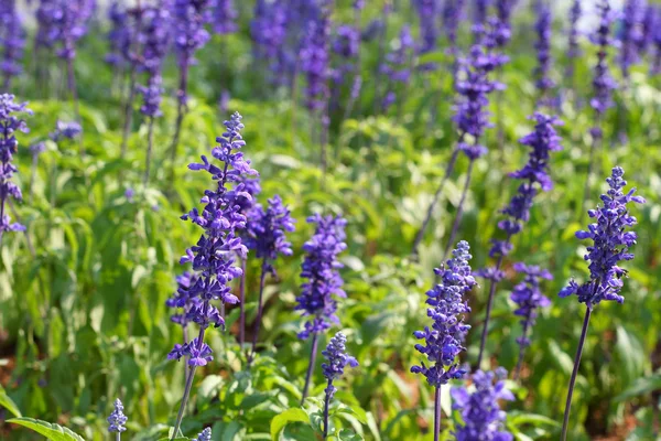 Campo de flores de salvia púrpura —  Fotos de Stock