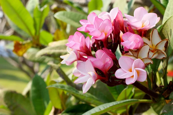 Rosa frangipani blomst på tre – stockfoto