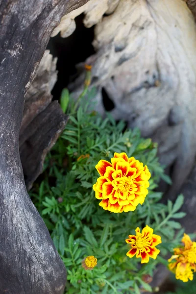 Blomma ringblomma i trädgården — Stockfoto