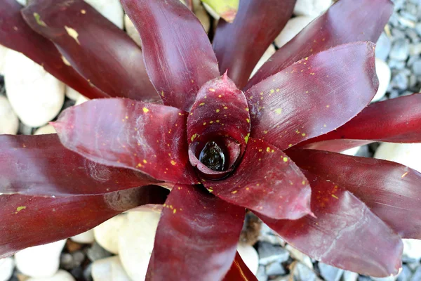 Fleurs de Bromeliad dans la nature — Photo