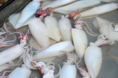 Piyasada taze mürekkep balığı