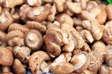 taze shiitake mantar zemin üzerine