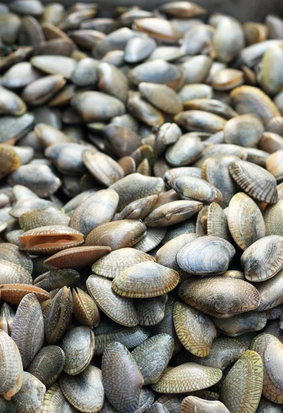 Almejas frescas en el mercado . — Foto de Stock