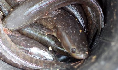 piyasada yeni yayın balığı