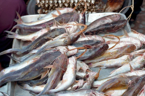 市場で獲れた新鮮な魚は. — ストック写真