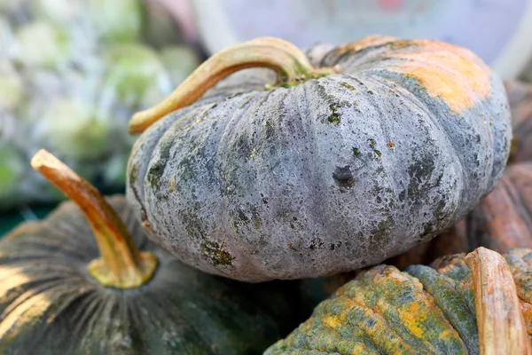 Fresh green pumpkin on the market — Stock Photo, Image