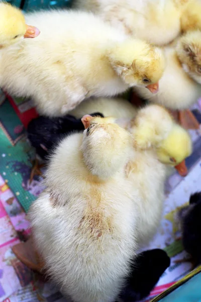 Gosling Neugeborenes gelb ist eine Gruppe — Stockfoto