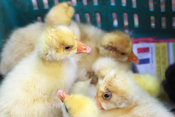 Gosling new born yellow is a group — Stock Photo, Image