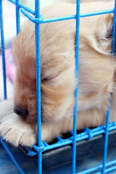 Golden puppies in a cage.