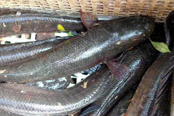 Peixe-gato fresco no mercado — Fotografia de Stock
