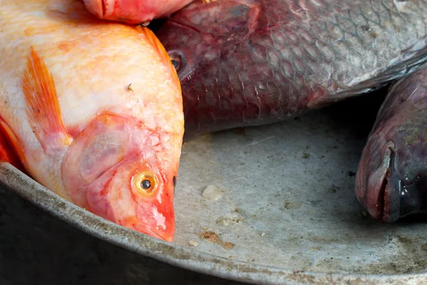 Du poisson frais sur le marché. — Photo