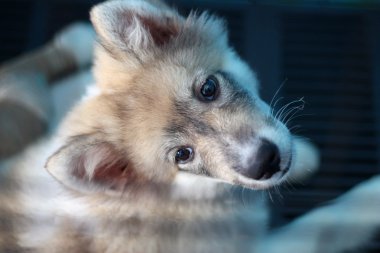 bang Kaew köpek Tayland