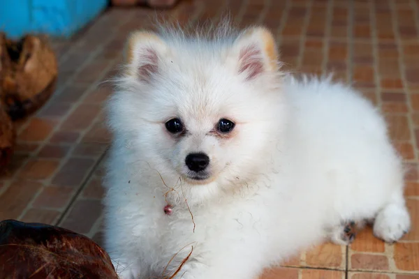 Cão pomerano branco — Fotografia de Stock