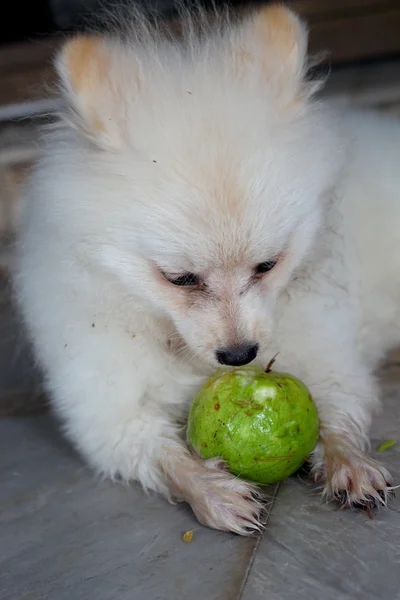 Beyaz Pomeranya köpeği ve guava meyve — Stok fotoğraf