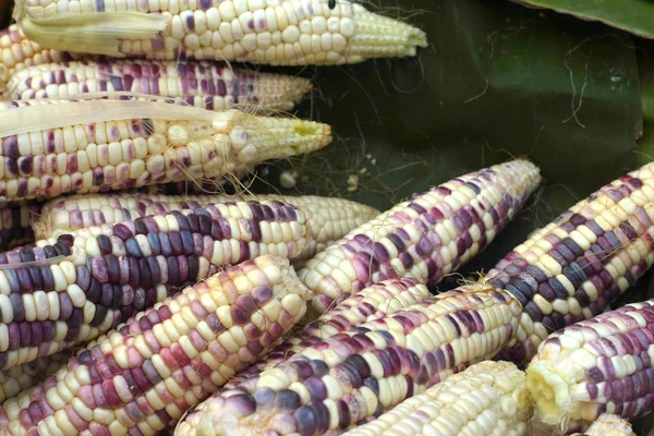 Maíz dulce en el mercado — Foto de Stock