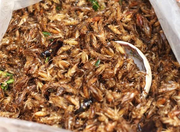 Nahaufnahme gebratener Insekten — Stockfoto