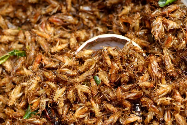 Nahaufnahme gebratener Insekten — Stockfoto