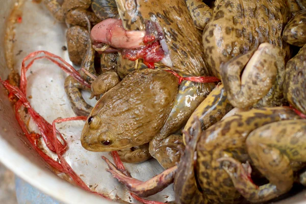 시장에서 신선한 개구리 고기 — 스톡 사진