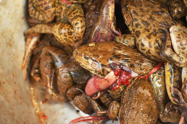 Βάτραχος φρέσκο κρέας στην αγορά — Φωτογραφία Αρχείου