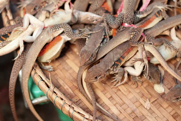 Tajlandia jaszczurki dużo brązowy — Zdjęcie stockowe