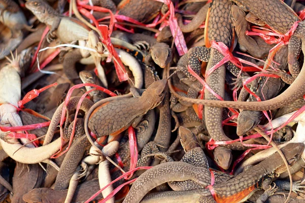 Много коричневой ящерицы Таиланд — стоковое фото