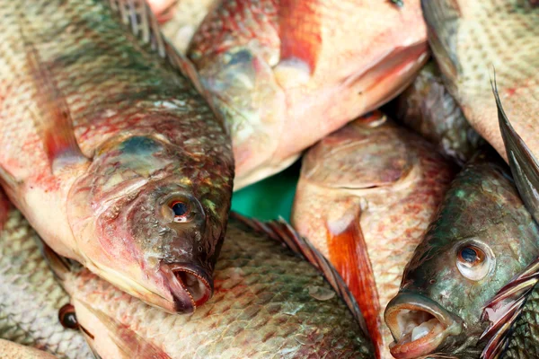 Peixe fresco no mercado. — Fotografia de Stock