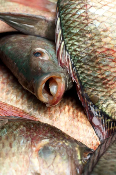 市場で獲れた新鮮な魚は. — ストック写真