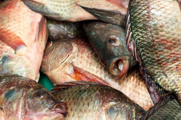 Färsk fisk på marknaden. — Stockfoto