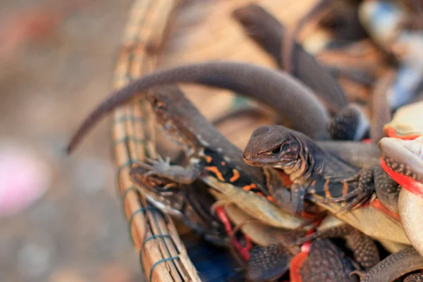 Багато коричневої ящірки Таїланд — стокове фото
