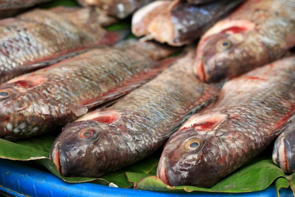 Peixe fresco no mercado. — Fotografia de Stock