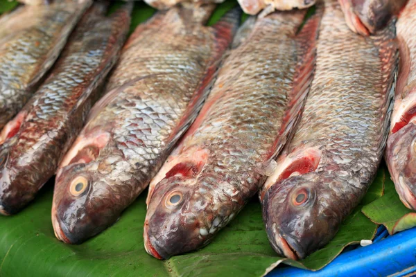 Fresh fish in the market. — Stock Photo, Image