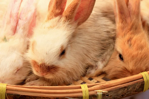 Rabbit small lot sold at the market. — Stock Photo, Image