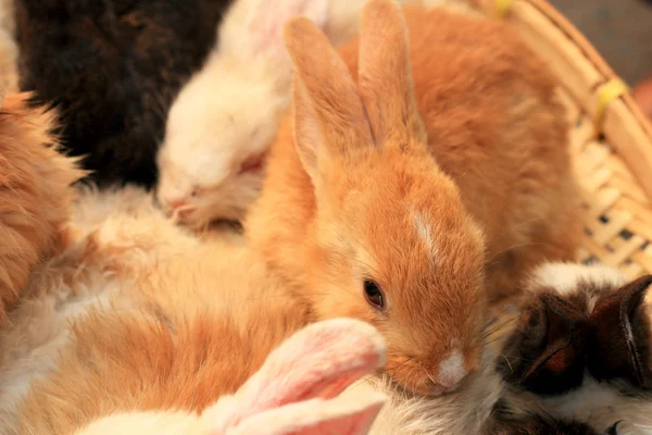 Conejo pequeño lote vendido en el mercado . —  Fotos de Stock
