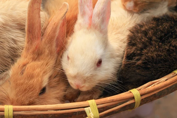 Conejo pequeño lote vendido en el mercado . —  Fotos de Stock