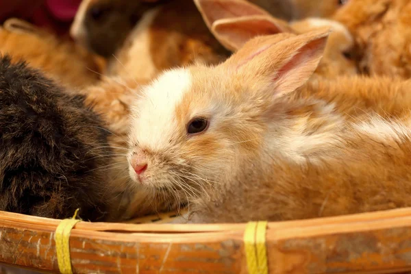 Conejo pequeño lote vendido en el mercado . — Foto de Stock