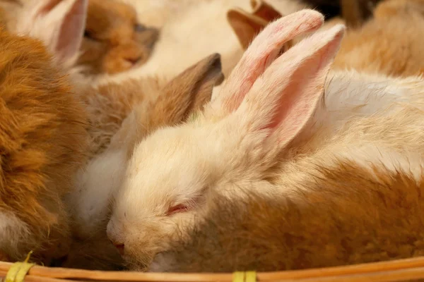 Conejo pequeño lote vendido en el mercado . — Foto de Stock