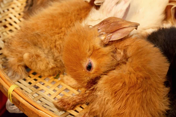 Conejo pequeño lote vendido en el mercado . — Foto de Stock