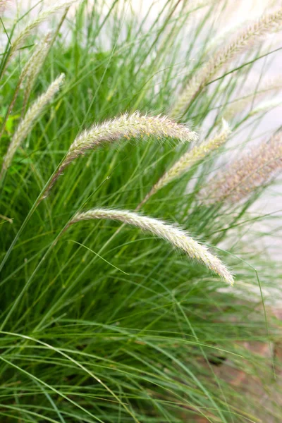 Close up de grama Fonte no campo — Fotografia de Stock