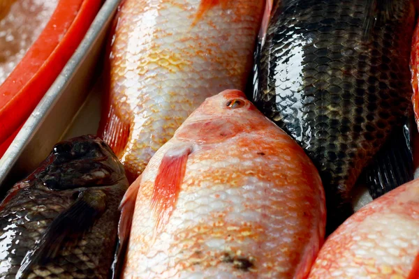 Pescado fresco en el mercado. — Foto de Stock