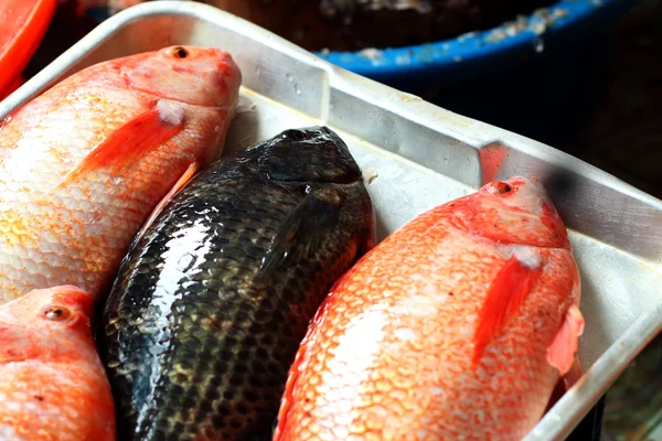 Färsk fisk på marknaden. — Stockfoto