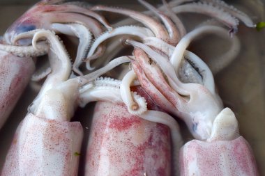 Piyasada taze mürekkep balığı