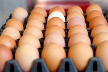 kahverengi yumurta çiftliği