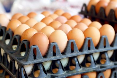 kahverengi yumurta çiftliği