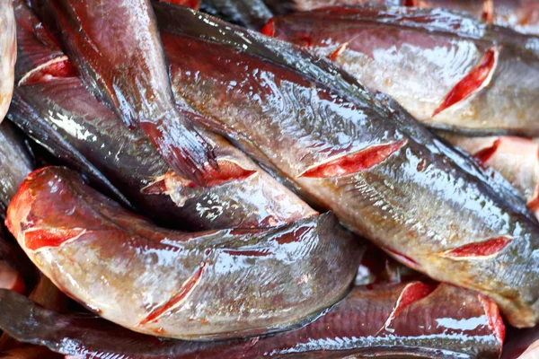 Pesce fresco sul mercato. — Foto Stock